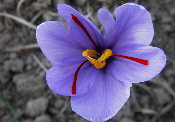 The crocus flower and its 3 orange-red filaments.